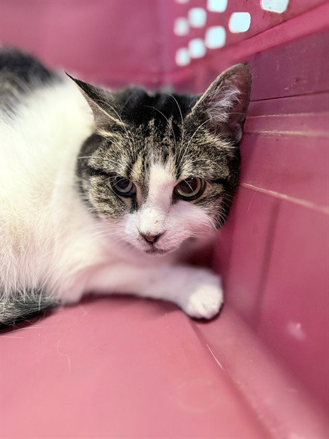 SWEETIE, Senior Domestic Short Hair (medium coat), cat for adoption in Tavares, Florida