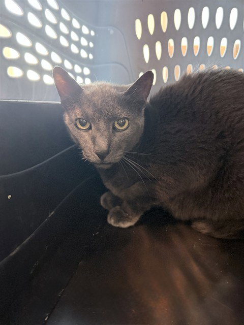 YODA, Senior Domestic Short Hair (medium coat), cat for adoption in Tavares, Florida