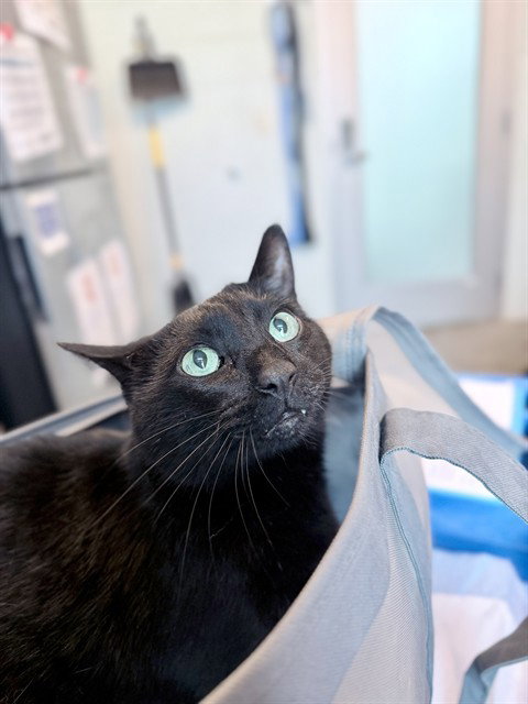 SHADOW, Senior Domestic Short Hair (medium coat), cat for adoption in Tavares, Florida