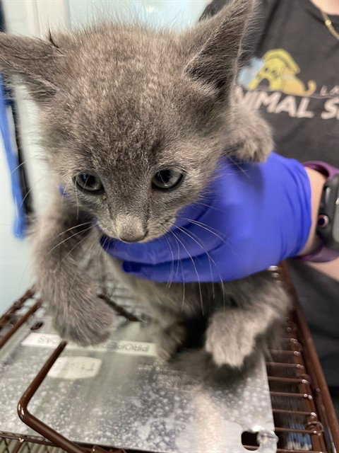 EEYORE, Baby Domestic Short Hair (medium coat), cat for adoption in Tavares, Florida