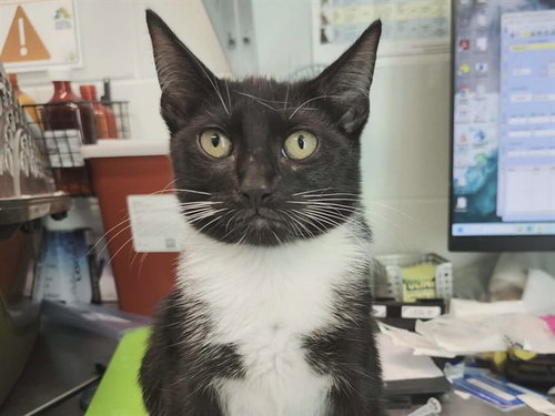 EMERALD, Baby Domestic Short Hair (medium coat), cat for adoption in Tavares, Florida