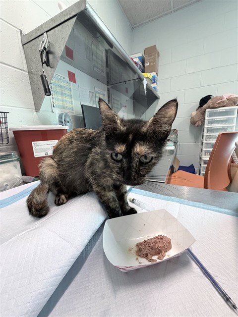 MOM B, Young Domestic Short Hair (medium coat), cat for adoption in Tavares, Florida