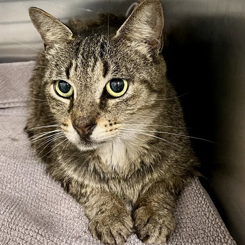 JACKSONVILLE, Senior Domestic Short Hair (medium coat), cat for adoption in Tavares, Florida