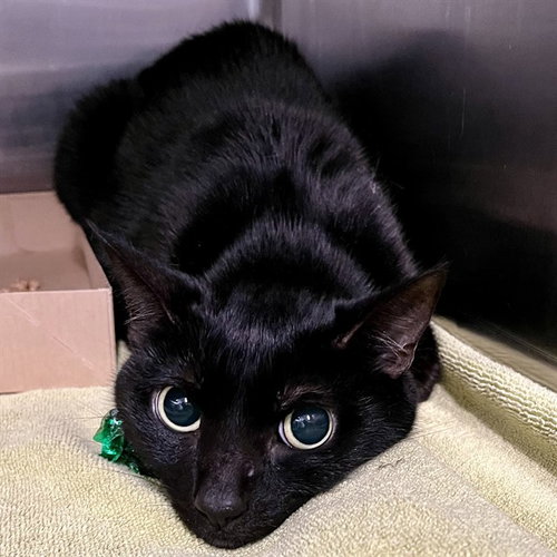 LUNA, Adult Domestic Short Hair (medium coat), cat for adoption in Tavares, Florida