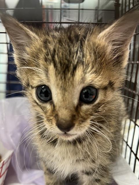 FIJI, Baby Domestic Short Hair (medium coat), cat for adoption in Tavares, Florida
