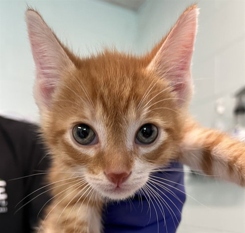 PUMPKIN, Baby Domestic Short Hair (medium coat), cat for adoption in Tavares, Florida