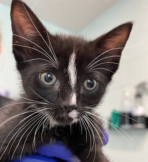 HOPE, Baby Domestic Short Hair (medium coat), cat for adoption in Tavares, Florida