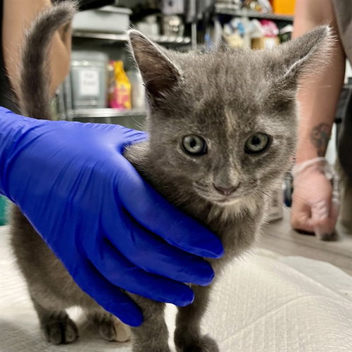 SUNSET, Baby Domestic Short Hair (medium coat), cat for adoption in Tavares, Florida