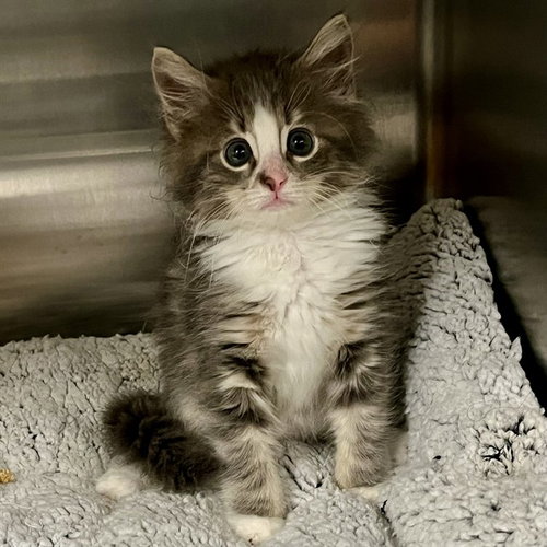PISA, Baby Domestic Medium Hair (medium coat), cat for adoption in Tavares, Florida