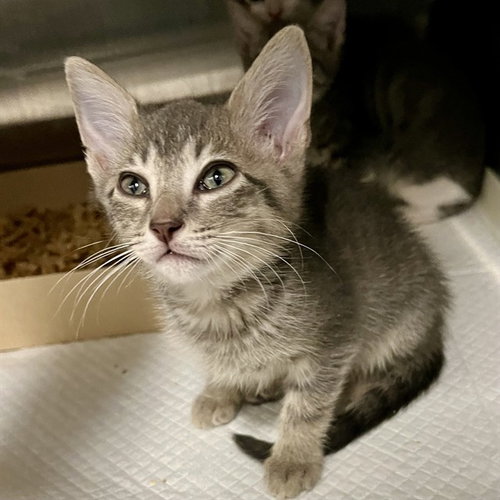 YELLOWSTONE, Baby Domestic Short Hair (medium coat), cat for adoption in Tavares, Florida