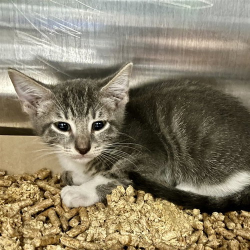 EVERGLADES, Baby Domestic Short Hair (medium coat), cat for adoption in Tavares, Florida