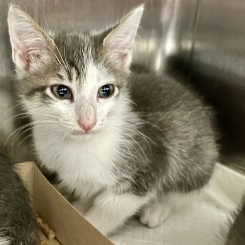 TETON, Baby Domestic Short Hair (medium coat), cat for adoption in Tavares, Florida