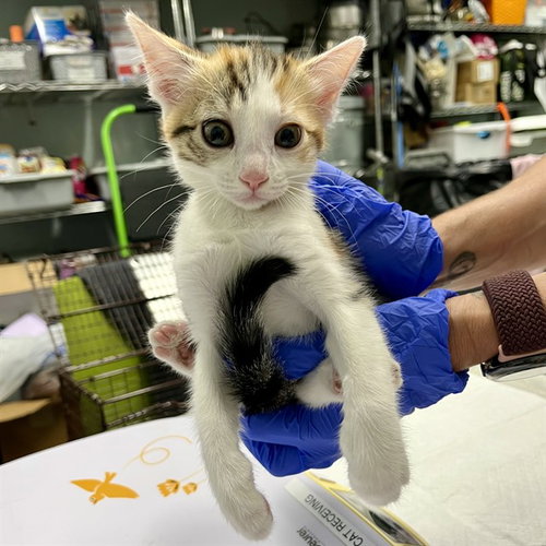 SAILOR, Baby Domestic Short Hair (medium coat), cat for adoption in Tavares, Florida