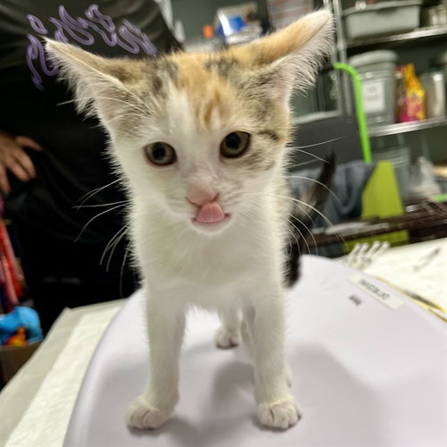 FLIGHT ATTENDANT, Baby Domestic Short Hair (medium coat), cat for adoption in Tavares, Florida