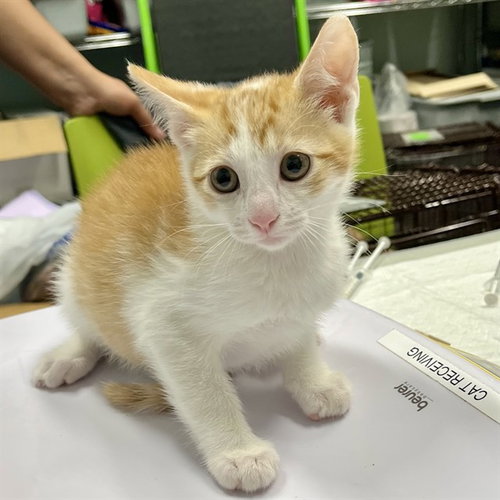 COMPASS, Baby Domestic Short Hair (medium coat), cat for adoption in Tavares, Florida