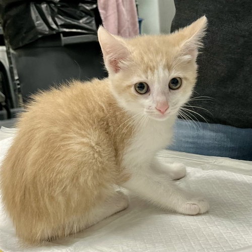 SCOUT, Baby Domestic Short Hair (medium coat), cat for adoption in Tavares, Florida