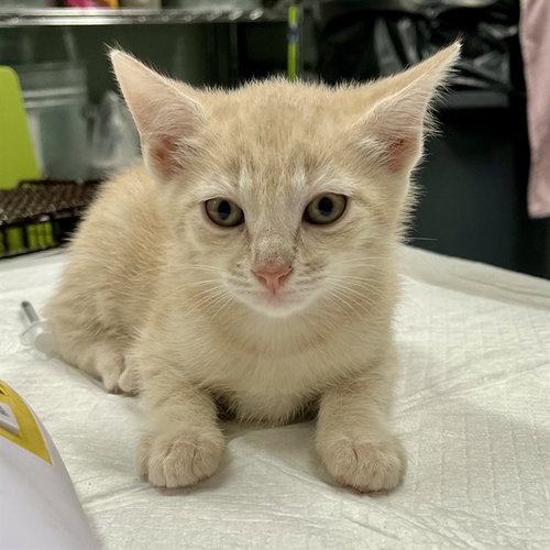 CAPTAIN, Baby Domestic Short Hair (medium coat), cat for adoption in Tavares, Florida