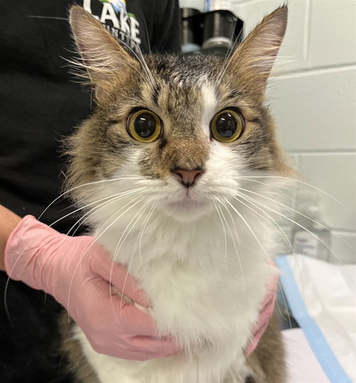 CHAUNCEY, an adoptable Maine Coon in Tavares, FL