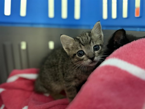 KITTEN 1