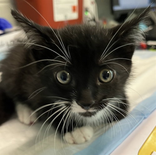 TUX