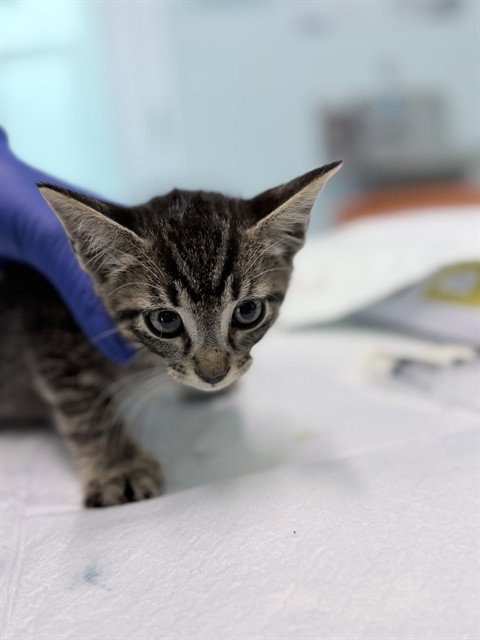 KITTEN 3