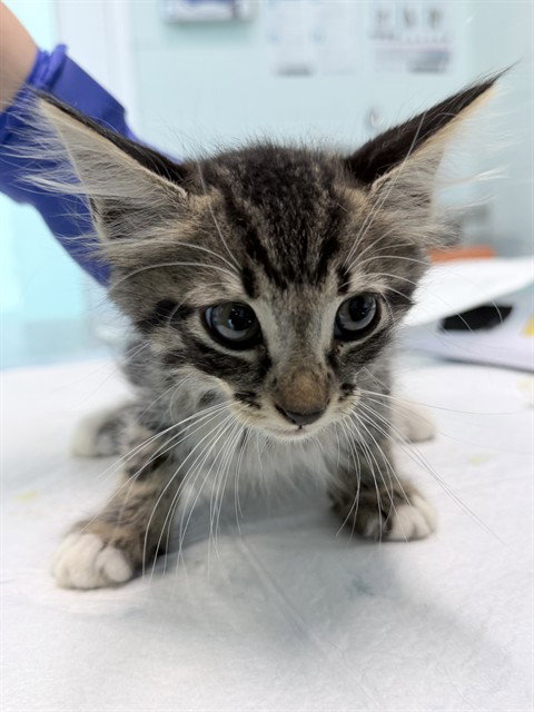 KITTEN 4
