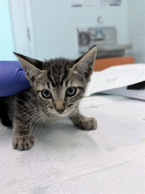 KITTEN 5