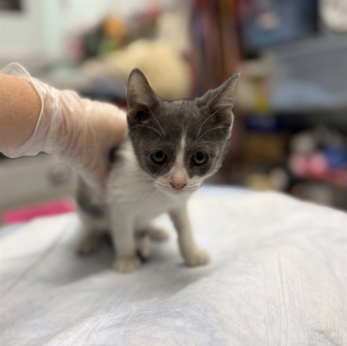 DORY, Baby Domestic Short Hair (medium coat), cat for adoption in Ocoee, Florida