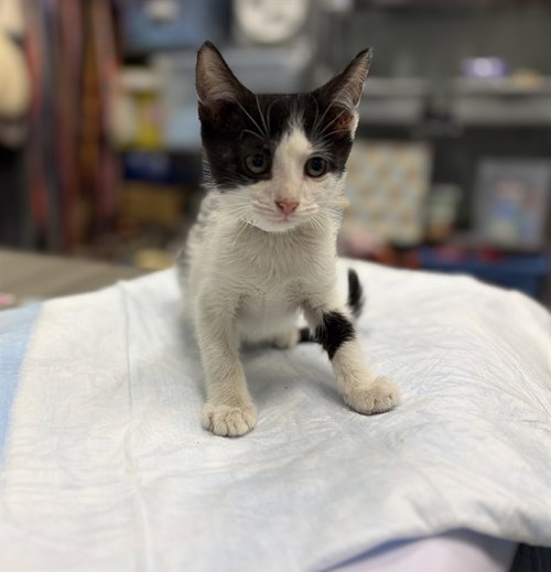 NEMO, Baby Domestic Short Hair (medium coat), cat for adoption in Altamonte Springs, Florida