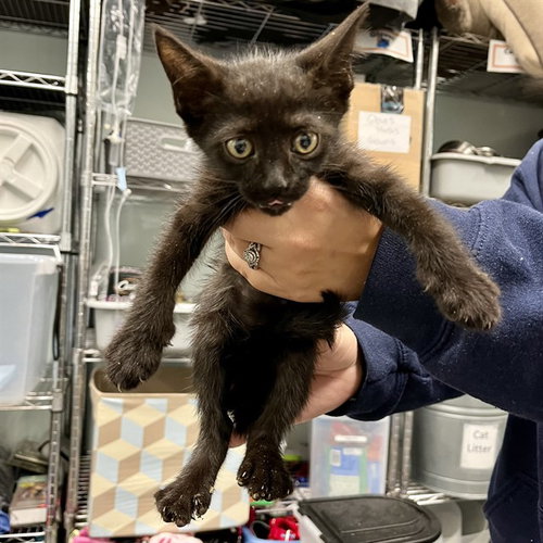 WAVE RUNNER, Baby Domestic Short Hair (medium coat), cat for adoption in Altamonte Springs, Florida