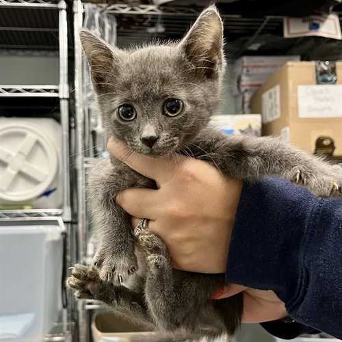 SAIL BOAT, Baby Domestic Short Hair (medium coat), cat for adoption in Altamonte Springs, Florida