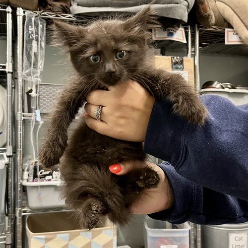 PIRATE, Baby Domestic Short Hair (medium coat), cat for adoption in Altamonte Springs, Florida