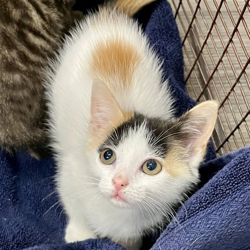 SEASHELL, Baby Domestic Short Hair (medium coat), cat for adoption in Altamonte Springs, Florida