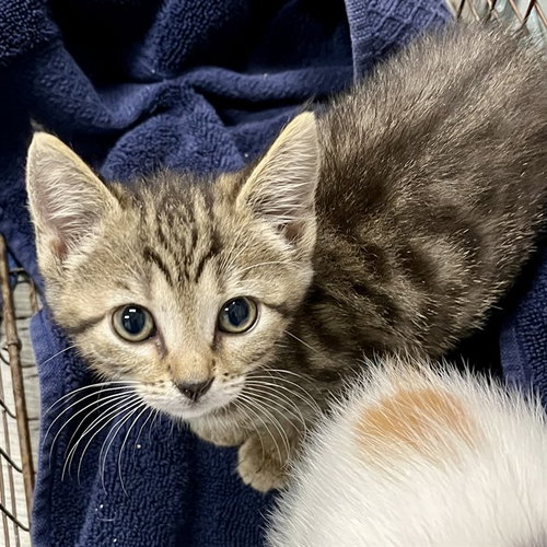 SAND STAR, Baby Domestic Short Hair (medium coat), cat for adoption in Kissimmee, Florida