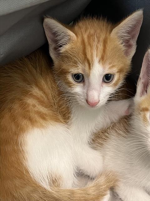 RUFUS, Baby Domestic Short Hair (medium coat), cat for adoption in Kissimmee, Florida
