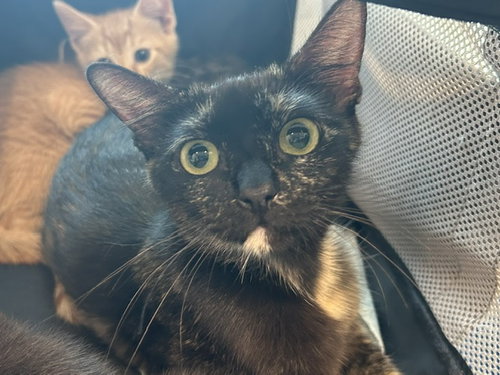 KIT KAT