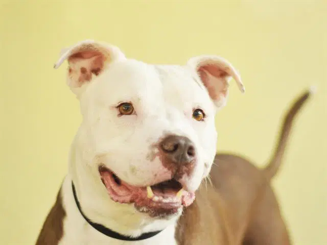 Gauge - American Bulldog