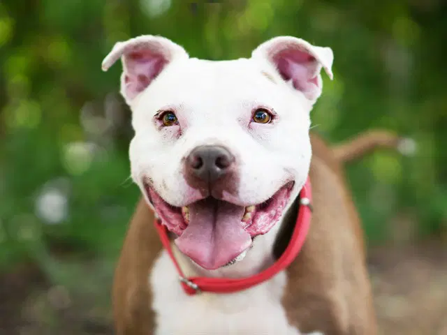 Gauge - American Bulldog