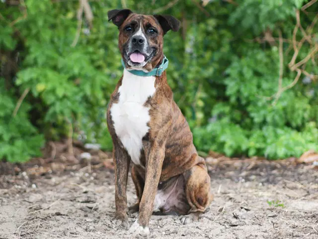 Nile - Plott Hound
