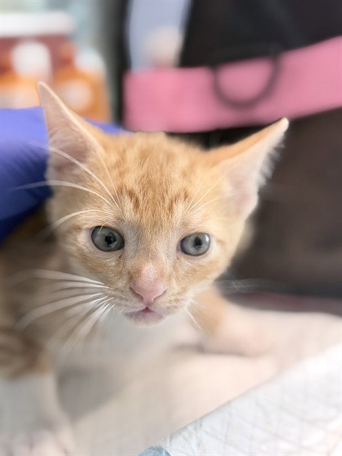 CHEETO