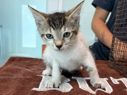BUTTERCUP, Baby Domestic Short Hair (medium coat), cat for adoption in St. Cloud, Florida