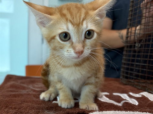 GRACIE, Baby Domestic Short Hair (medium coat), cat for adoption in St. Cloud, Florida