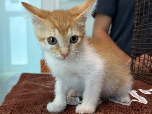 DAISY, Baby Domestic Short Hair (medium coat), cat for adoption in St. Cloud, Florida
