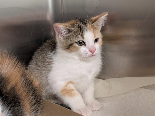 A082165, Baby Domestic Short Hair (medium coat), cat for adoption in St. Cloud, Florida