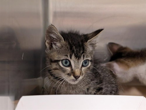 A082168, Baby Domestic Short Hair (medium coat), cat for adoption in St. Cloud, Florida