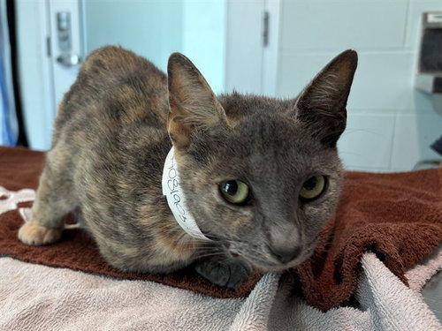 PEACHES, Adult Domestic Short Hair (medium coat), cat for adoption in St. Cloud, Florida