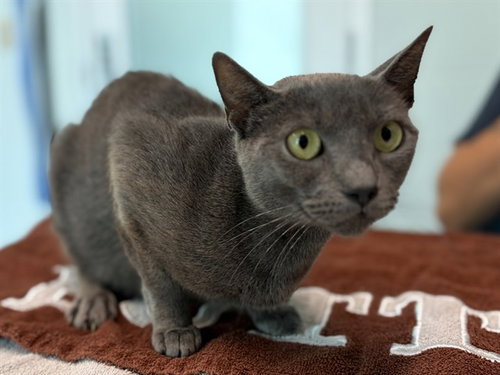 TULIP, Adult Domestic Short Hair (medium coat), cat for adoption in St. Cloud, Florida