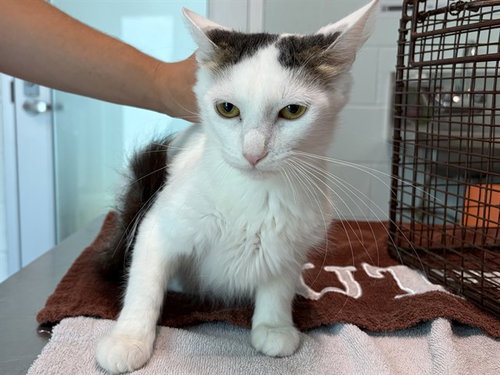 VOLLEYBALL, Adult Oriental Short Hair (medium coat), cat for adoption in St. Cloud, Florida