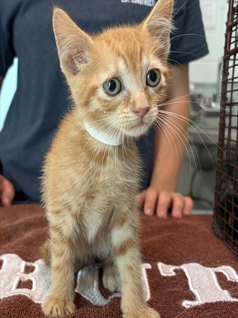 AMBER, Baby Domestic Short Hair (medium coat), cat for adoption in St. Cloud, Florida