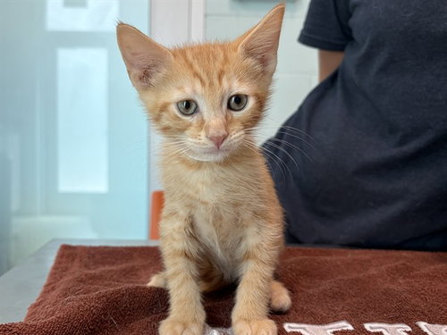 RUSTY, Baby Domestic Short Hair (medium coat), cat for adoption in St. Cloud, Florida